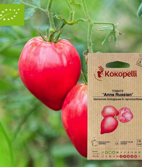 Tomate Anna Russian-...