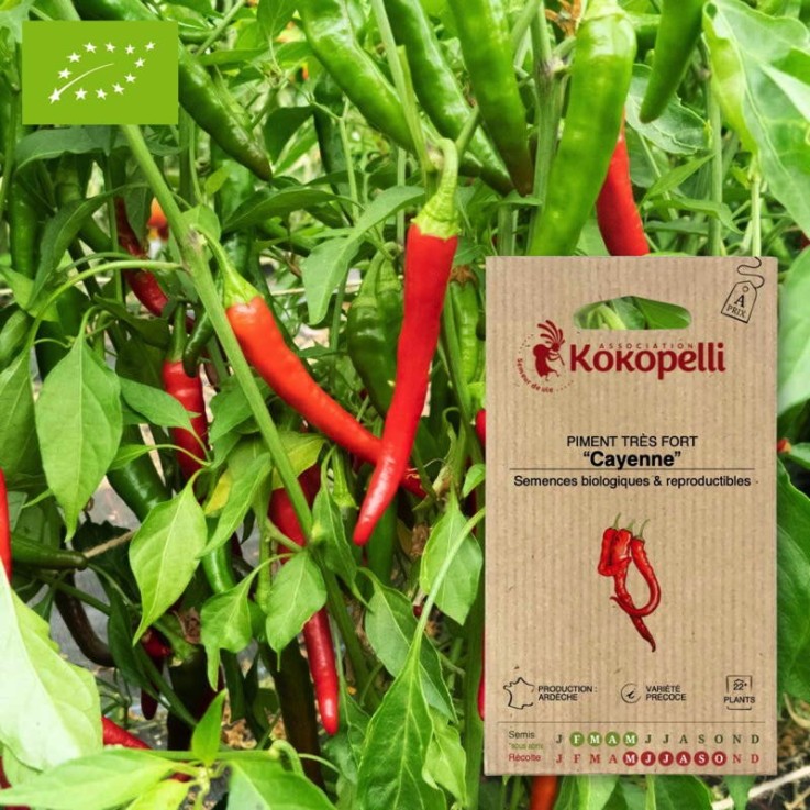Piment Très Fort Cayenne- Graines bio à semer