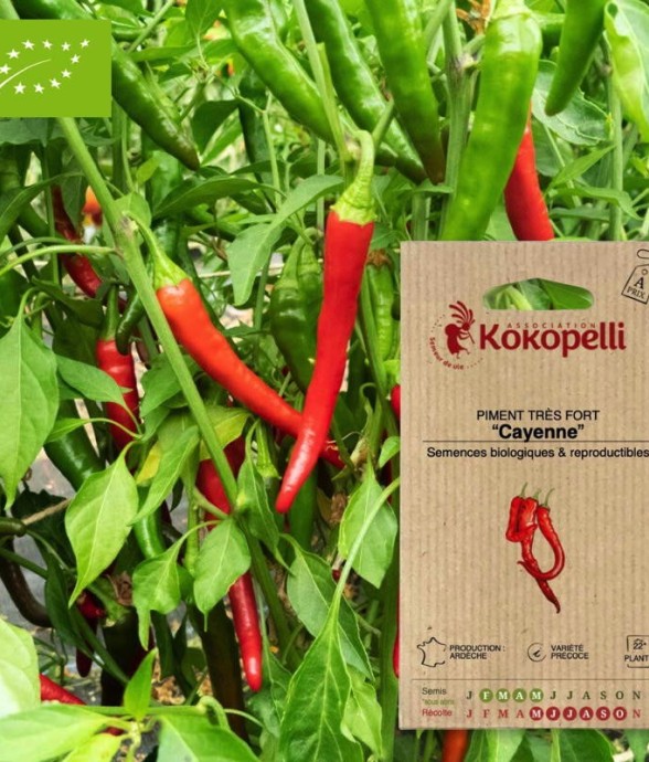 Piment Très Fort Cayenne-...