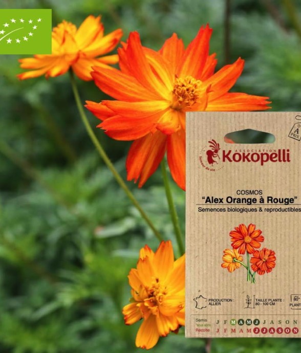 Cosmos Alex Orange à Rouge-...