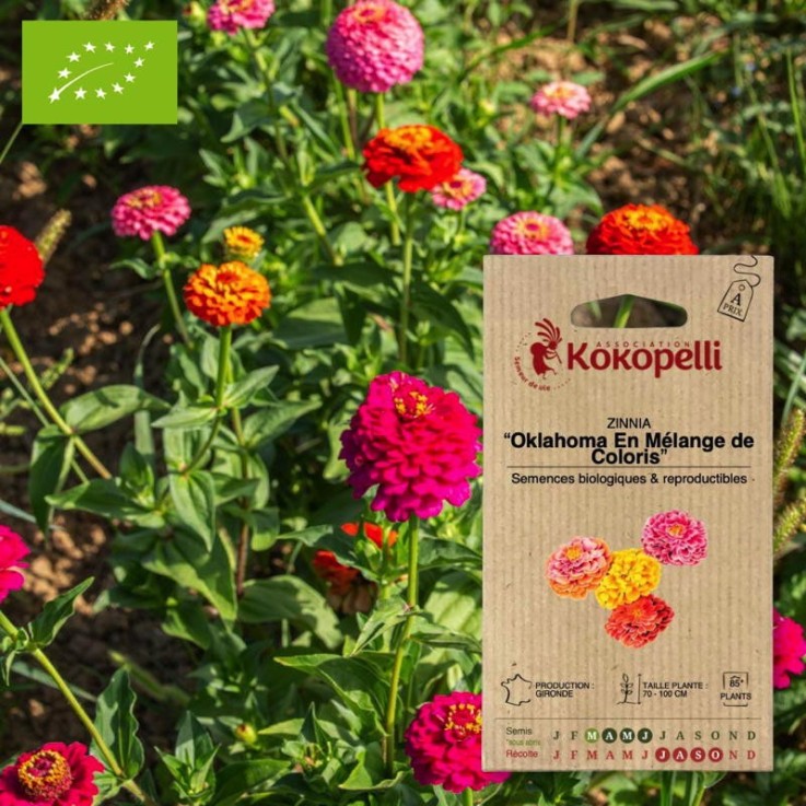 Zinnia Oklahoma En Mélange de Coloris- Graines bio à semer