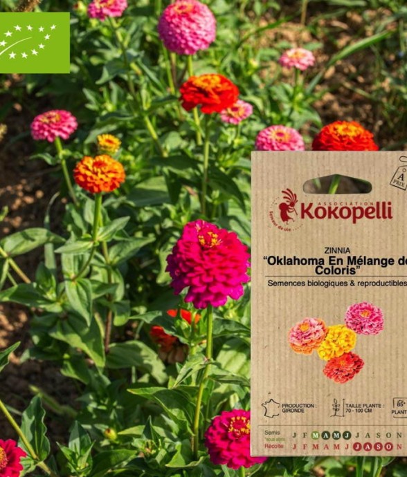 Zinnia Oklahoma En Mélange...