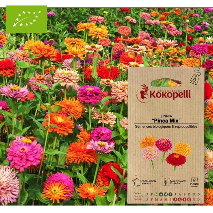 Zinnia Pinca Mix- Graines bio à semer