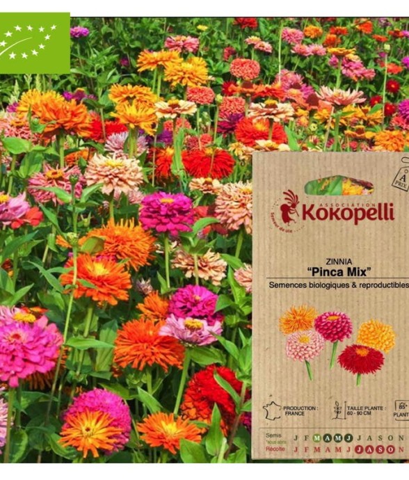 Zinnia Pinca Mix- Graines...