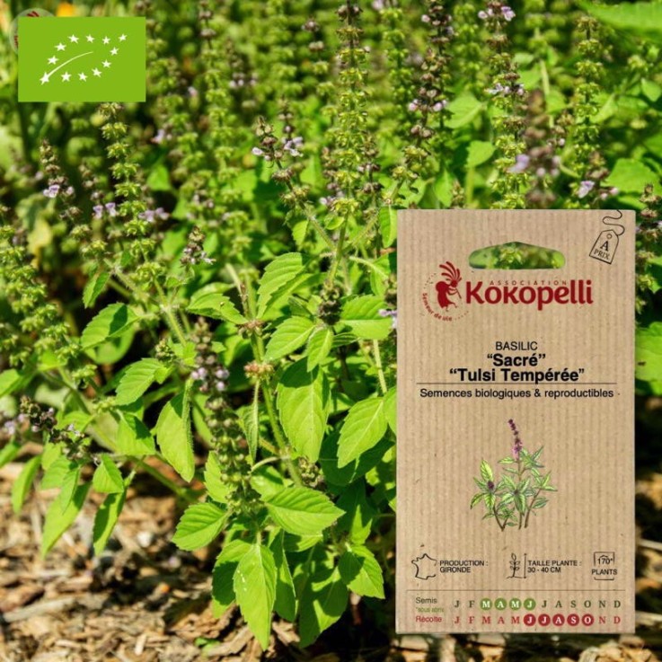Basilic Sacré Tulsi- Graines bio à semer