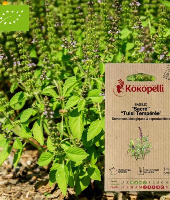 Basilic Sacré Tulsi-...