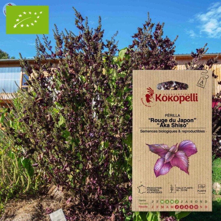 Périlla Rouge du Japon Aka Shiso- Graines bio à semer