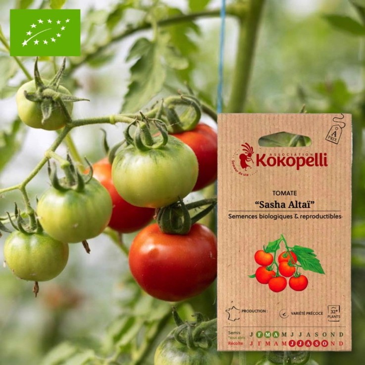 Tomate Rouge Précoce Sasha Altaï- Graines bio à semer