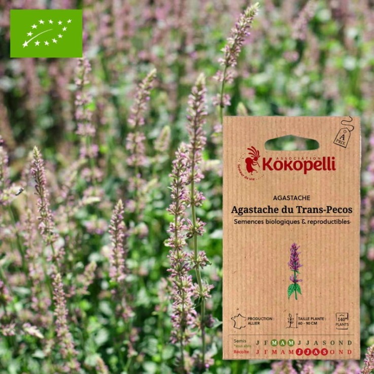 Agastache Agastache du Trans-Pecos- Graines bio à semer
