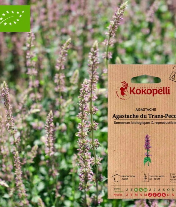 Agastache du Trans-Pecos-...