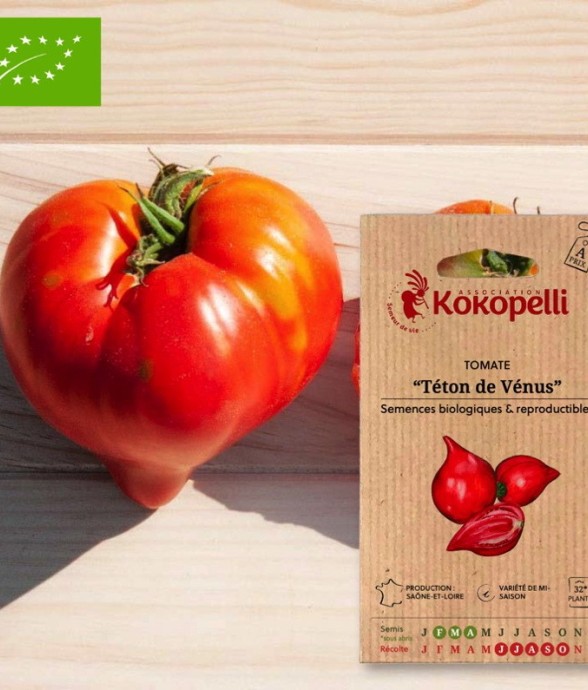 Tomate Téton de Vénus-...