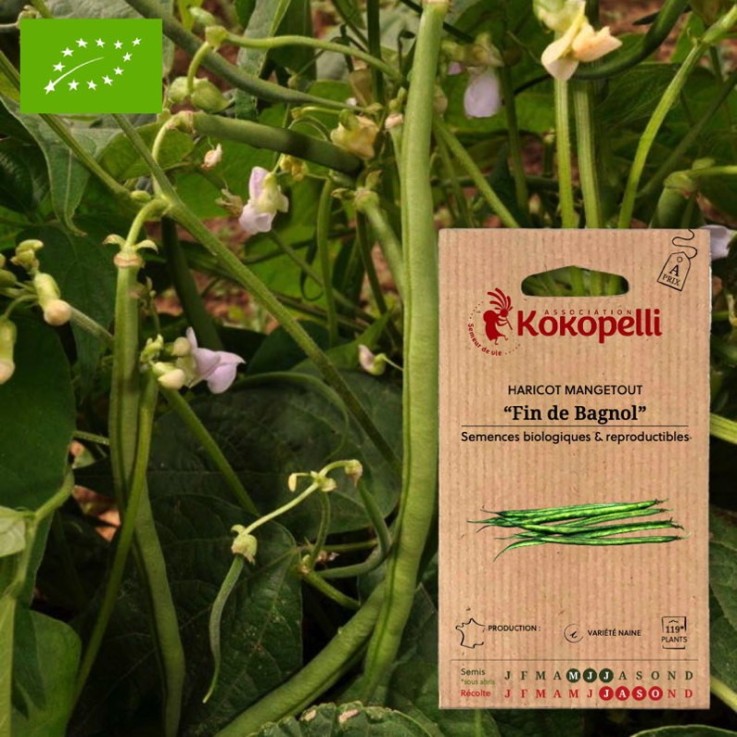 Haricot Mangetout Nain Fin de Bagnol- Graines bio à semer