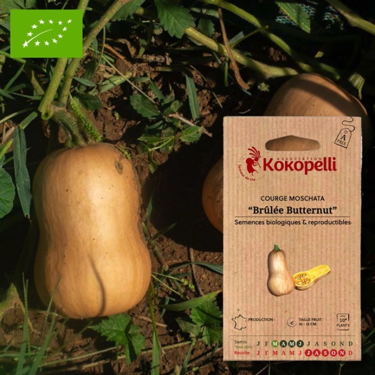 Courge Moschata Brûlée Butternut- Graines bio à semer