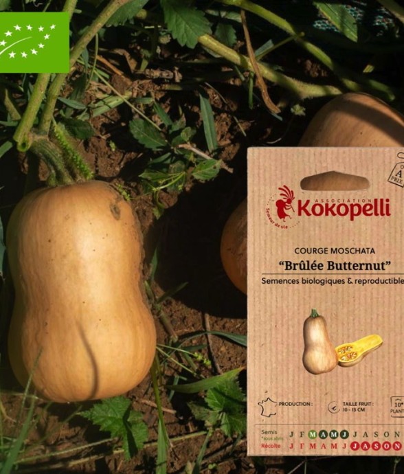 Courge Brûlée Butternut-...