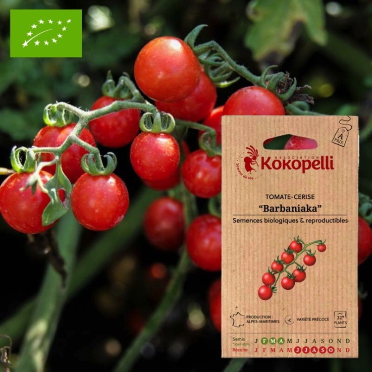 Tomate-Cerise Rouge Précoce Barbaniaka- Graines bio à semer