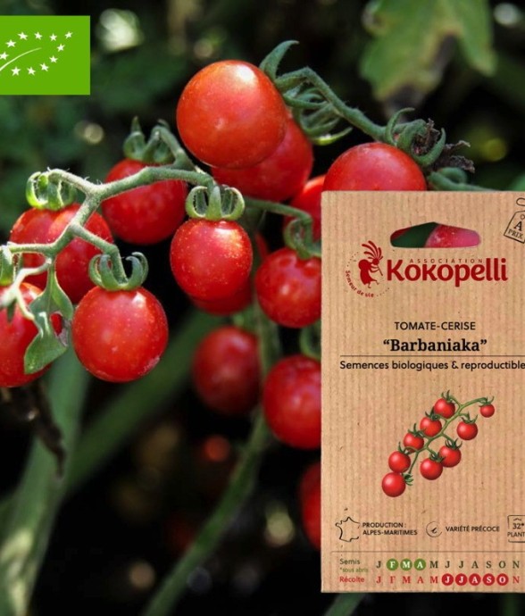 Tomate-Cerise Barbaniaka-...