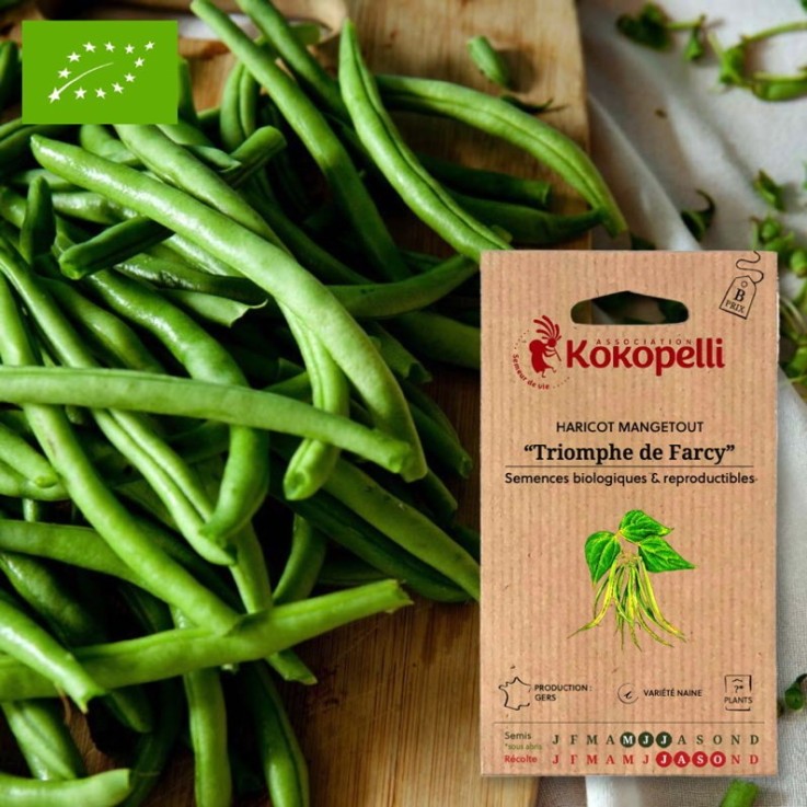 Haricot Mangetout Nain Triomphe de Farcy- Graines bio à semer