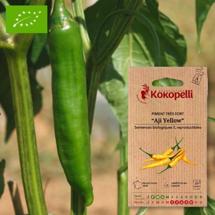 Piment Très Fort Jaune/De Mi-Saison Aji Yellow- Graines bio à semer