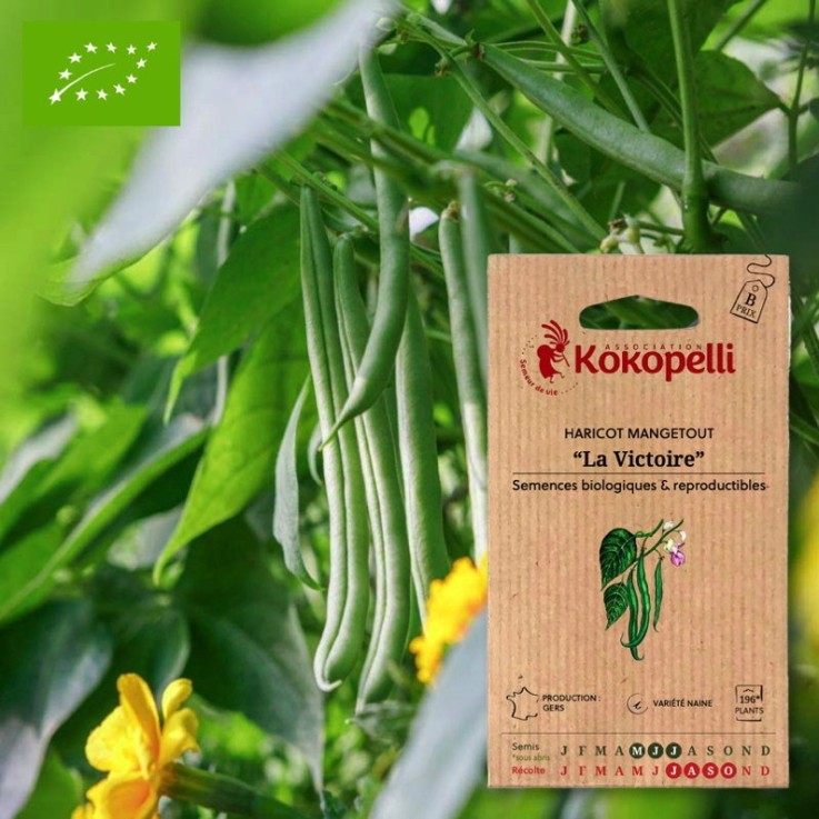 Haricot Mangetout Nain La Victoire- Graines bio à semer