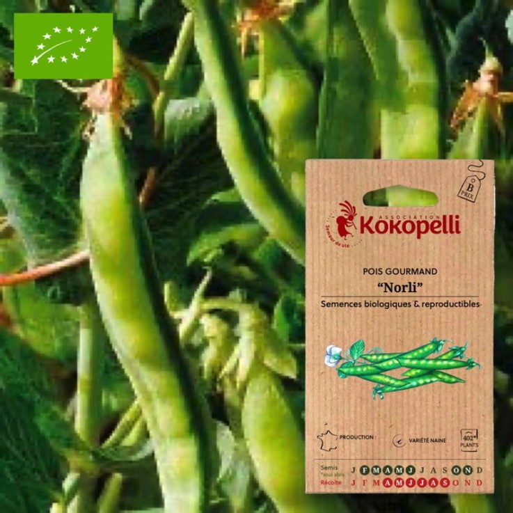 Pois Gourmand Nain Norli- Graines bio à semer