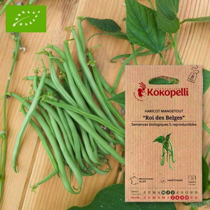 Haricot Mangetout Nain Roi des Belges- Graines bio à semer