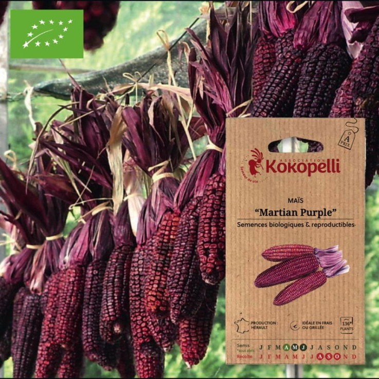 Maïs Doux Rouge Martian Purple- Graines bio à semer