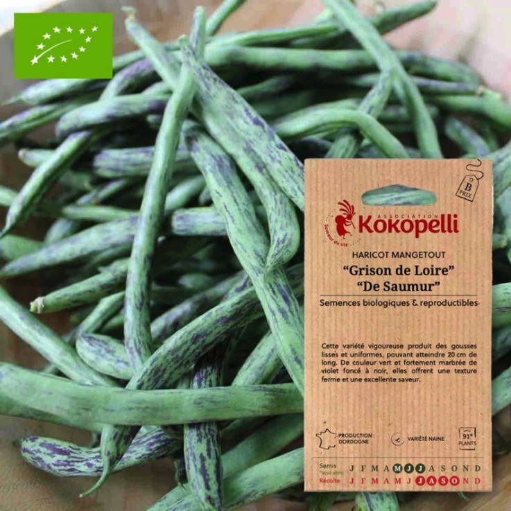 Haricot Mangetout Nain Grison de Loire / de Saumur- Graines bio à semer