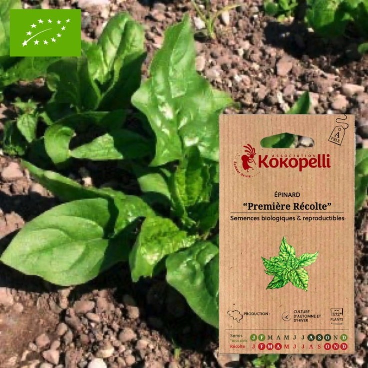 Épinard Première Récolte- Graines bio à semer