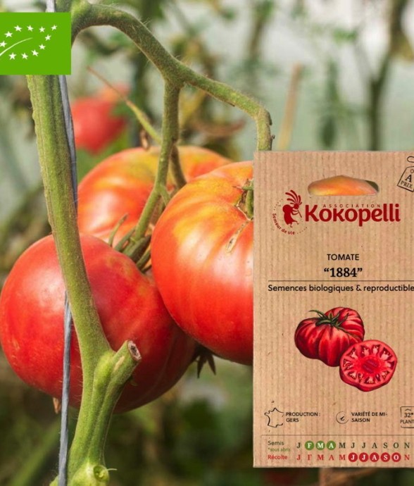 Tomate 1884- Graines bio à...