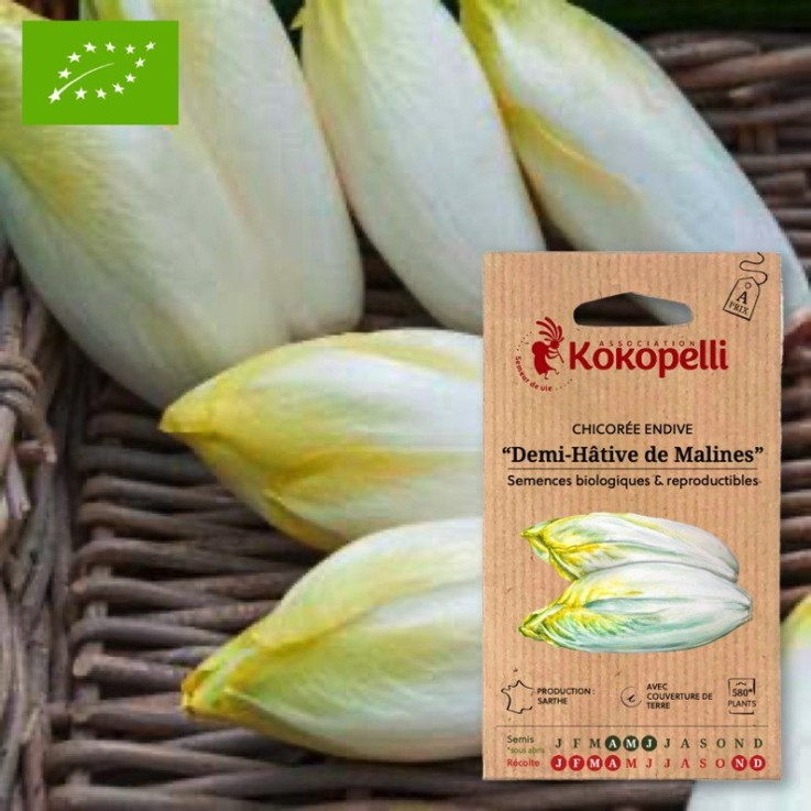 Chicorée Endive Demi-Hâtive de Malines- Graines bio à semer