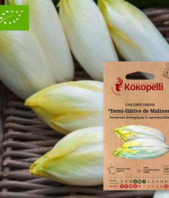Chicorée Endive De Malines-...