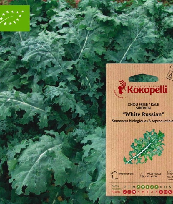 Chou Frisé Kale Sibérien...