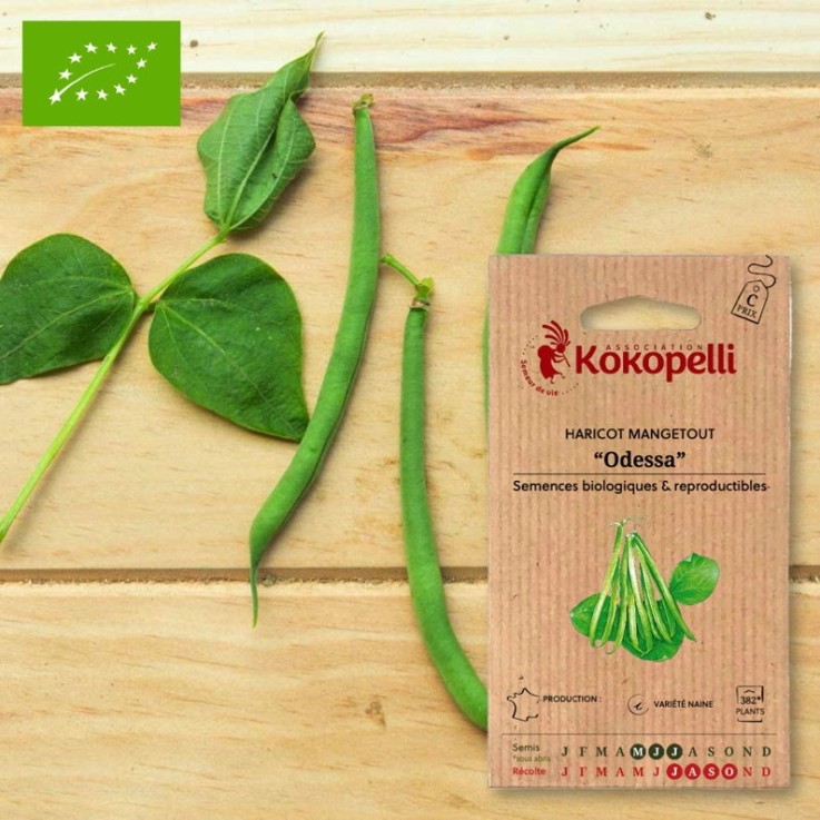Haricot Mangetout Nain Odessa- Graines bio à semer
