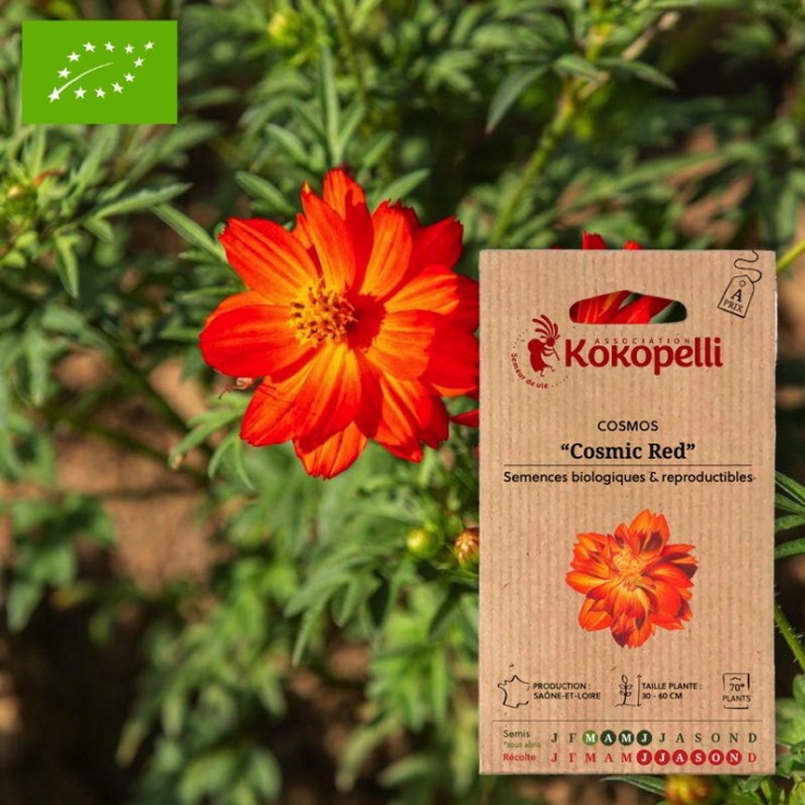 Cosmos Cosmic Red- Graines bio à semer