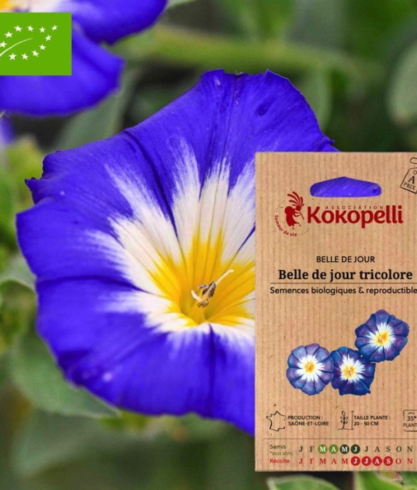 Belle de Jour Tricolore-...