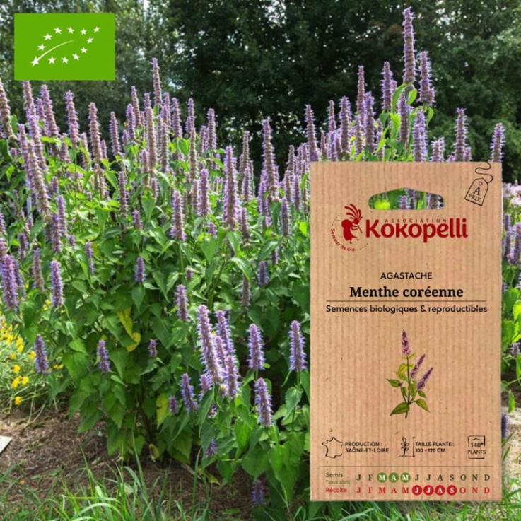 Agastache Menthe Coréenne- Graines bio à semer