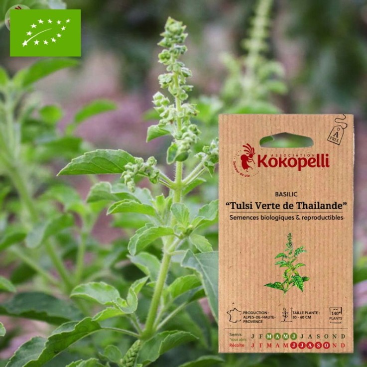 Basilic Tulsi Verte de Thailande- Graines bio à semer