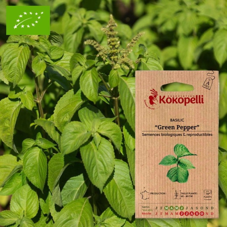 Basilic Green Pepper- Graines bio à semer