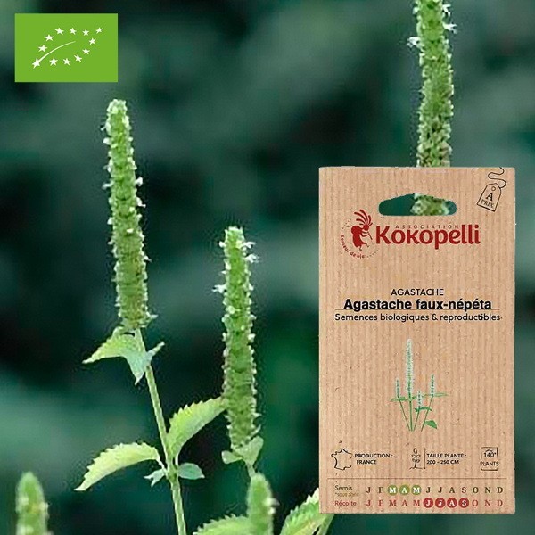 Agastache Faux-Népéta- Graines bio à semer