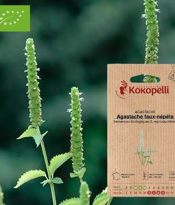 Agastache Faux-Népéta-...