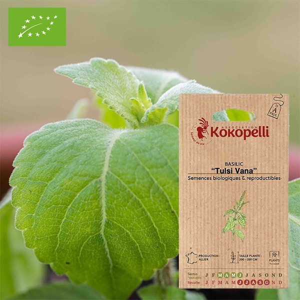 Basilic Tulsi Vana- Graines bio à semer