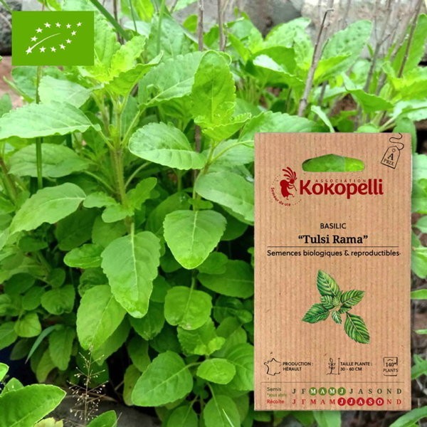 Basilic Tulsi Rama- Graines bio à semer