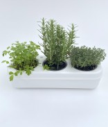 Kit potager d'intérieur prêt à planter 3 variétés Bio - Salade Colorée