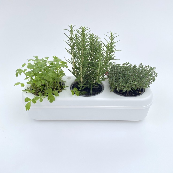 Kit potager d'intérieur prêt à planter 3 variétés Bio - Salade Colorée