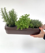 Kit potager semi-hydroponique prêt à planter - Basilic, Persil et Roquette Bio