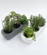 Kit potager d'intérieur prêt à planter - 3 herbes aromatiques Bio