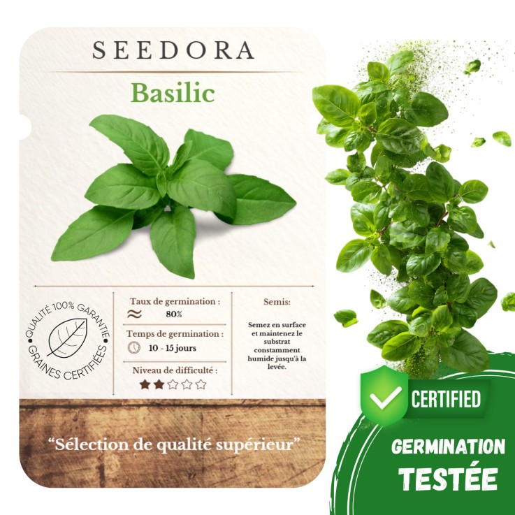Graines de Basilic Grand Vert – 15 Graines Sélectionnées Non-OGM