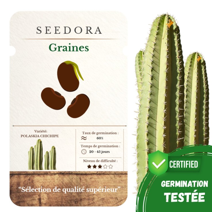 Graines Cactus Polaskia Chichipe - Sachet de Graines Cactus Colonnaire Mexicain