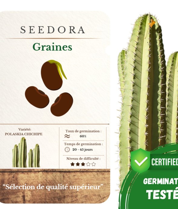 Graines Cactus Polaskia...