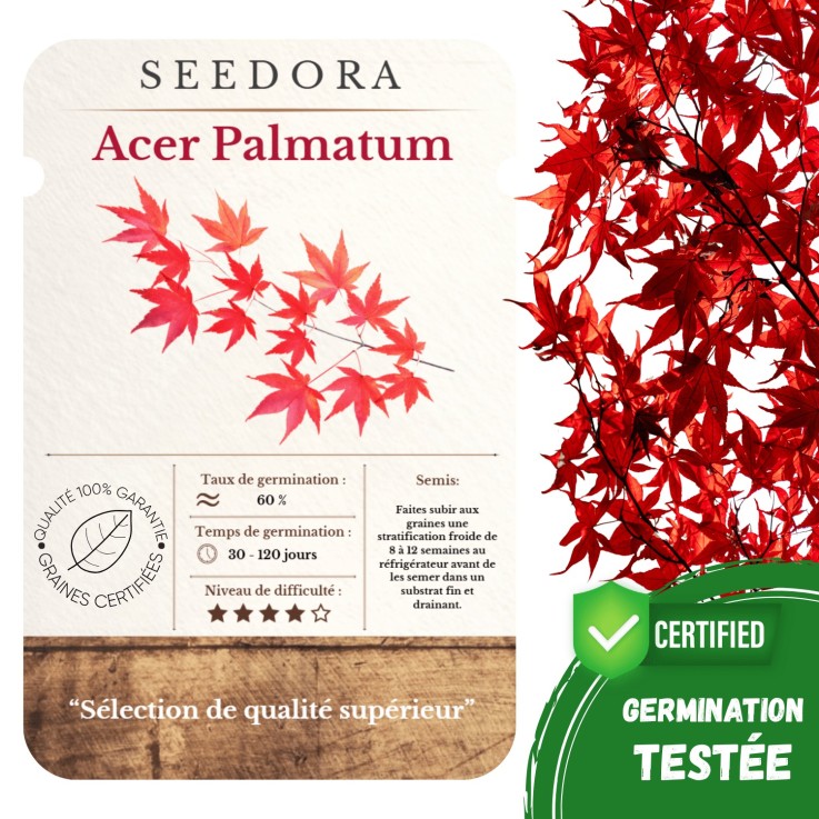 Graines de Bonsaï Érable du Japon (Acer Palmatum) – Graines Sélectionnées Non-OGM